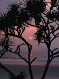 Palms and Beach at Sunrise, Bundjalung National Park, New South Wales, Australia Photographic Print by Paul Sinclair