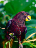 State Bird Pohnpei Lory, Pohnpei State, Micronesia Lámina fotográfica por Michael Aw State Bird Pohnpei Lory, Pohnpei State, Micronesia Lámina fotográfica por Michael Aw