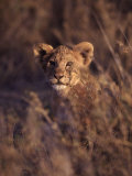 African Lion Cub, Panthera Leo Photographic Print by Robert Franz