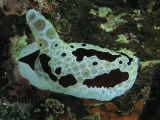 A sea slug or nudibranch creeps across a reef wall Stampa fotografica A sea slug or nudibranch creeps across a reef wall Stampa fotografica