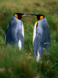 King Penguins (Aptenodytes Patagonicus), Falkland Islands Photographic Print by Chester Jonathan