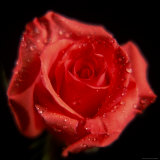 Rose, fleur Photographie par William Swartz