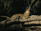 A Leopard, Panthera Pardus, Rests on a Fallen Tree Photographie par Beverly Joubert