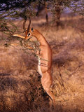 Male Gerenuk Stands to Feed on Acacia, Samburu National Reserve, Rift Valley, Kenya Lámina fotográfica por Mitch Reardon