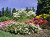 Azalea Way, Washington Park Arboretum, Seattle Lámina fotográfica por Mark Windom Azalea Way, Washington Park Arboretum, Seattle Lámina fotográfica por Mark Windom