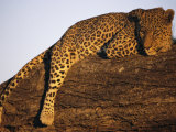 A leopard, Panthera pardus, rests on a large tree limb Lámina fotográfica por Beverly Joubert