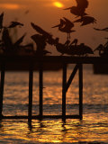 Pelicans Congregate on Pier at Chorro Beach, Arica, Tarapaca, Chile Photographic Print by Paul Kennedy