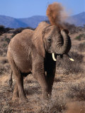 Elephant (Loxodonta Africana) Dust Bathing, Samburu National Reserve, Rift Valley, Kenya Photographic Print by Mitch Reardon
