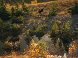 Three Bull Moose (Alces Alces) Feed Together in the Fall Photographic Print by Raymond Gehman