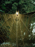 A Vine Bridge Resembling a Spiders Web Near Mamfe, Mamfe, Sud-Ouest, Cameroon, Photographic Print