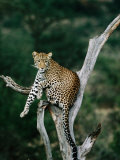 Leopard (Panthera Pardus) in Tree, Looking at Camera, Samburu National Reserve, Kenya Photographic Print by David Tipling