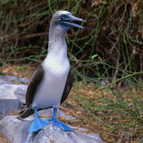 The Great Blue-Footed Booby (Sula Neboxuii), Galapagos, Ecuador Photographie par Wes Walker