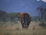 African Elephant on the Veldt Photographie par Dr. Maurice G. Hornocker