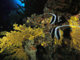 A Pair of Moorish Idols Swim Through a Reef Photographic Print by Tim Laman