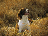 An English Setter Named Rose Sits in a Patch of Golden Grass Photographic Print by Joel Sartore