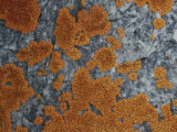 Close View of Caloplaca Species Lichens Growing on Rock Photographie par Stephen Sharnoff