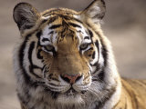 Tiger, Qinhuangdao Zoo, Hebei Province, China Photographic Print by Raymond Gehman