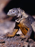 Galapagos Land Iguana (Conolophus Subcristatus), South Plaza Island, Ecuador Photographic Print by Richard I'Anson