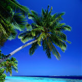 Palm Tree Over Hanging the Beach, Maldives Photographic Print by Dennis Wisken