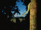 A Green Tree Boa on the Trunk of a Tree Near the Tuichi River Photographic Print by Joel Sartore