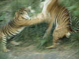 Two Fighting Sumatran Tigers in Blurred Motion Photographic Print by Jason Edwards