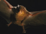 A Leaf-Nosed Bat Illuminated by a Cameras Flash Photographic Print by Joel Sartore