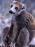 Crowned Maki. This Specie Lives Only in the North of the Island, Madagascar Photographic Print by Olivier Cirendini