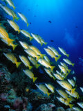 School of Blue Stripe Snappers (Lutjanus Kasmira) at Reef, Palau, Palau Photographie par Casey Mahaney