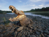 A Black Caiman Opens its Mouth Wide as a Warning Not to Come Closer Photographic Print by Joel Sartore