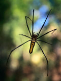 Black and Yellow Spider, Bago, Myanmar (Burma) Photographic Print by Anders Blomqvist