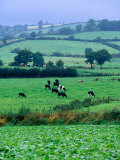 Milking Cows in Paddock, United Kingdom Photographic Print by Oliver Strewe