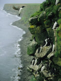 Thick-Billed Murres Roost on a Nesting Cliff on St. Paul Island Photographie par Joel Sartore
