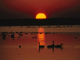 Sunset over Chincoteague Island Marsh and Geese, Virginia Lámina fotográfica