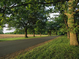 A Tree-Lined Rural Virginia Road Photographic Print by Medford Taylor