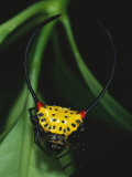 A Close View of a Spiny-Backed Spider, Gasteracantha Species Photographic Print