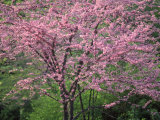 Central Park, NYC Photographic Print by Lauree Feldman