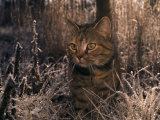 Close View of a Tabby Cat in a Frost-Covered Field,This is the Photographers Cat Photographic Print