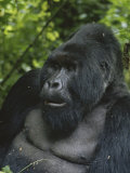 Portrait of a silverback mountain gorilla, Gorilla gorilla beringei Lámina fotográfica
