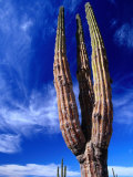 Cardon Cactus Pachycereus Pringlei, World's Tallest Species of Cactus, Endemic to Baja California Photographic Print by Brent Winebrenner