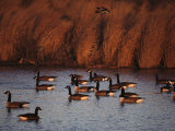 Canada Geese in a Marsh Channel, Chincoteague Island Area, Virginia Photographic Print