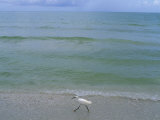 A Snowy Egret Walks Along the Beach at Sanibel Island, Florida Photographic Print by Joel Sartore