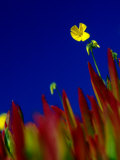 Wildflowers along the San Simeon Shoreline, San Simeon, California, USA Photographic Print by Brent Winebrenner