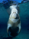 Manatee at Crystal Springs, Florida, USA Lámina fotográfica por Michael Aw Manatee at Crystal Springs, Florida, USA Lámina fotográfica por Michael Aw