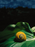 A Polymita or Painted Snail Rests on a Large Leaf Photographic Print by Steve Winter