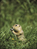 A Ground Squirrel Eats Wildflowers in Riding Mountain National Park Photographic Print