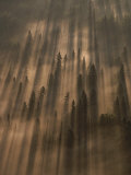 Early morning sunlight burns through a fog over a Minnesota forest Lámina fotográfica por Annie Griffiths Belt Early morning sunlight burns through a fog over a Minnesota forest Lámina fotográfica por Annie Griffiths Belt