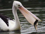 A Pelican Catching a Fish Photographic Print