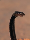 Snake Charmer's Snake, India Photographic Print by Chris Mellor