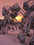 Snow Laden Trees on Mt. Baw Baw, Baw Baw National Park, Australia Photographic Print by Paul Sinclair