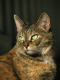A Portrait of a Pet Tabby Cat Photographic Print by Medford Taylor